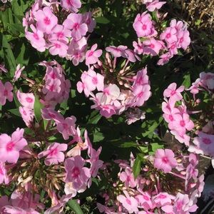 Meet your Posher, Léonie